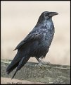 _9SB0191 california raven